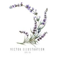 Lavender curve watercolor element isolated on white background. Vector illustration