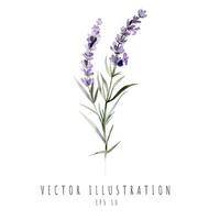 Lavender watercolor isolated on white background. Vector illustration