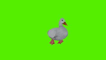 blanco Pato es nadar, mirando alrededor desde el frente ángulo y axila video