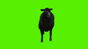 negro oveja en un en pie posición a sacudir el cabeza video