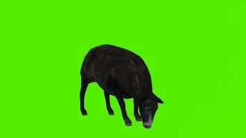 Black sheeps in a standing position to shake the head, eat grass video