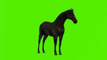 noir cheval blanc front est en mangeant dans une permanent position de angle orienté vers video