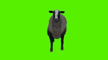 The obese sheep looking left in the standing position from the angle facing video