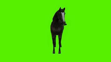 Black Horse Beautiful White Black Eat, Shake Head in Standing Faced Angle video