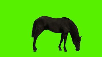 Black horse eating something in a standing position from angle facing video