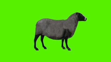 negro y gris oveja sacudida el cabeza, mirando y comiendo alguna cosa en un video
