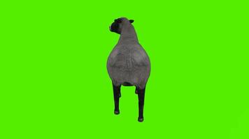 Black and gray sheep shaking the head in a standing position from the angle of video