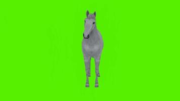 Gray horse is pointing to something in a standing position from the angle video