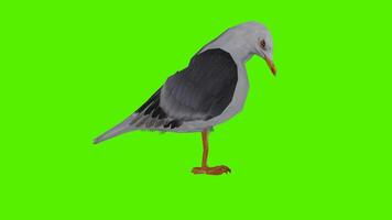 A gray-white pigeon eating from the angle of the side, back, three sides, and video