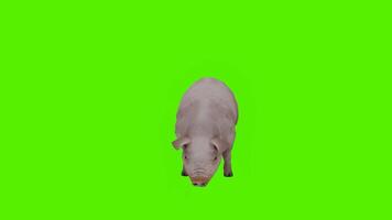 Beautiful and white pork eating meat in a standing position from angle facing video