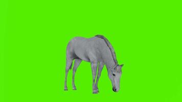 Beautiful gray horse eating in a standing position from angle video