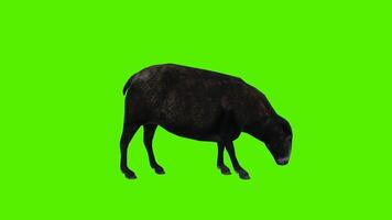 svart får äter från sida och tillbaka vinkel och tre sidor och ansikte till ansikte video