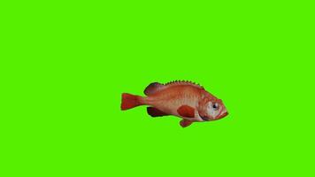 röd fisk simning från sida och tillbaka vinkel och tre sidor och vänd upp video