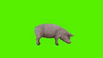 The pink pig is eating from side and back angles and three sides and face to video