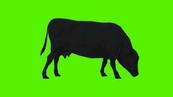 svart ko äter från sida och tillbaka vinkel och tre sidor och ansikte till ansikte video