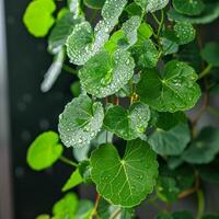 AI generated Lush green leaves are delicately adorned with sparkling droplets of morning dew, evoking a sense of freshness and purity. photo