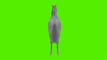el linda gris caballo es mirando a el en pie modo desde el espalda ángulo video