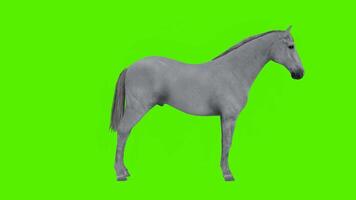 Beautiful gray horse looks in standing mode from the angle of the armpit video