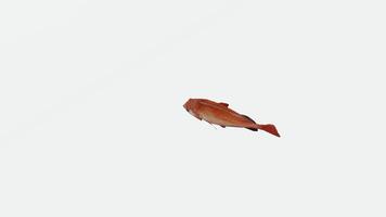 Goldfish swimming from high angle in white backdrop video