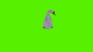 blanc cygne nager de haute angle video