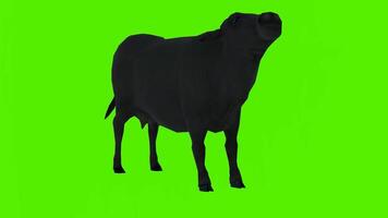 Black cow eating grass in a standing position from the front angle and armpit video