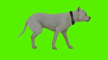 White dog walking from a triangular angle video