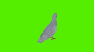 branco pomba comendo grão a partir de uma três frente e verso ângulo video