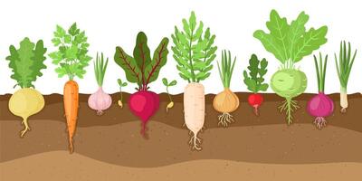 Planted vegetables. Cartoon root growing vegetables, veggies fibrous root system, soil vegetable root structure vector illustration set