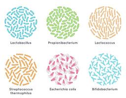 probiótico bacterias bueno microorganismos para sano bacteriano flora, microscópico probióticos láctico ácido bacterias vector ilustración conjunto