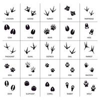 Animals foot marks. Animal footprint, animals paw silhouettes, bear, cat, wolf and rabbit footprint steps vector illustration set