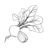 Vector illustration. Beetroot with tops, beet slice drawn in black outline in vector on a white background. Suitable for printing on fabric and paper, product packaging, design, creativity