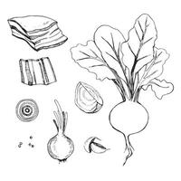 Set of vector illustrations. Beets with tops, a slice of beets, onions, lard, bacon, garlic, pepper drawn with a black outline in vector. For printing on fabric, paper, product packaging, design