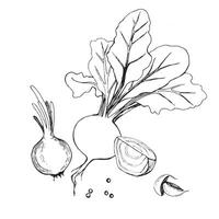 Vector illustration. Beetroot with tops, beetroot slice, onion drawn in black outline in vector on a white background. Suitable for printing on fabric and paper, product packaging, design, creativity