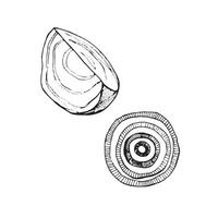 Vector illustration. Vegetables. A beet slice and an onion ring drawn with a black outline in vector. Suitable for printing on fabric and paper, product packaging, design, creativity