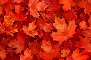 AI generated pile of maple leaves on white background photo