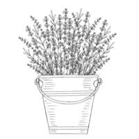 Lavender flowers bouquet in tin bucket. Black and white vector hand drawn illustration for design with isolated elements