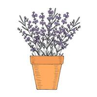 Lavender flower in a clay pot at home garden. Hand drawn vector element for design