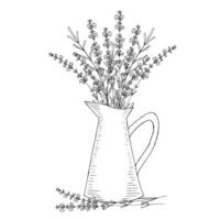 Lavender flowers in a jug, vector floral hand drawn isolated elements for design on white background