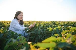 Caucasian female farm worker inspecting soy at field summer evening time. photo