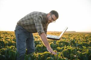 Agronomist inspecting soya bean crops growing in the farm field. Agriculture production concept. young agronomist examines soybean crop on field in summer. Farmer on soybean field photo