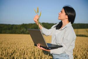 A woman businessman with a laptop in her hands works in a wheat field, communicates and checks the harvest. woman farmer at sunset with computer. girl agronomist works. Agricultural business concept. photo