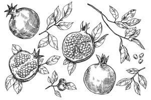 set of pomegranate fruits and leaves, vector drawing in sketch style. hand drawing, engraving