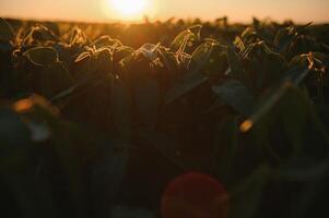 Soybean plants in agricultural field in sunset, selective focus photo