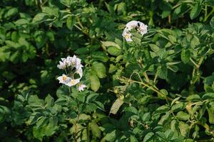 the potato flowers are white, blurred background the garden of the natural growing conditions photo