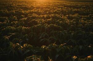 filas de campo de soja en la puesta del sol foto