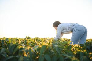 Portrait of a woman agronomist examined soybean leaves growing on the field. photo