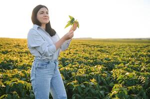 Caucasian female farm worker inspecting soy at field summer evening time. photo