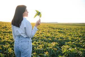 Caucasian female farm worker inspecting soy at field summer evening time. photo