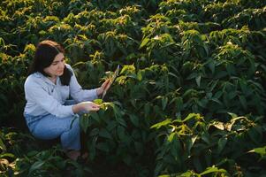 A beautiful female farmer or agronomist inspects soybeans in the field at sunset. The concept of agrarian business. photo