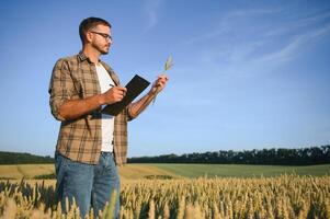 Farmer In Wheat Field At Harvest photo